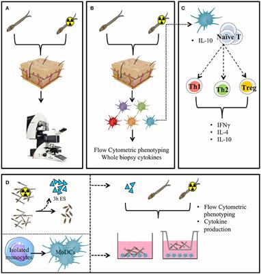 Early Induction of Human Regulatory Dermal Antigen Presenting Cells by Skin-Penetrating Schistosoma Mansoni Cercariae